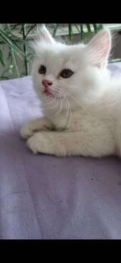Persian kitten Cats different colours