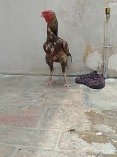 Vaitnam plus pellay old and new bloods mix Patha