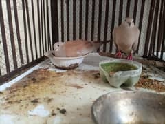 doves