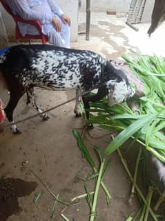 4 dant bakri aik bar soe hai bus
