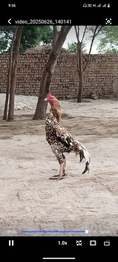 pure sindhi Blood line long highted khobsorat murgha