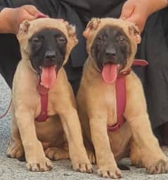 Turkish kangal pair age 2 month havey bone for sale