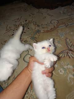 Persian Kitten Pair