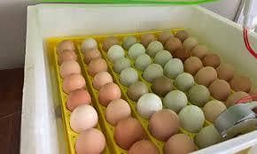 JAVA MURGEY KE FERTILE EGGS