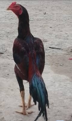pure long hight aseel murgha urgent sale
