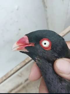 Fancy Pigeons/کبوتر