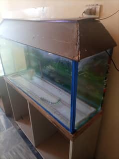 Goldfish