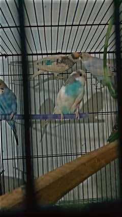 budgies birds