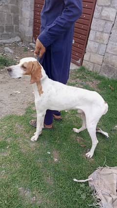 English pointer Sekhar par full taran what sup number 03405473607