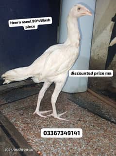 Aseel /Desi Ghar ka paly Hua Aseel Cross Desi Murga  For sale