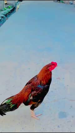 Aseel Mianwali