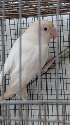 Albino red eye male  (confirm split cremino opline)
