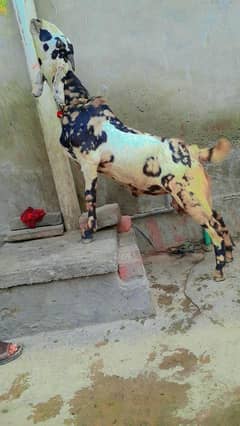 makhi China bakra 2