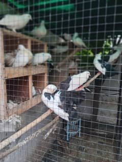 black tail pigeons pairs.  20 pairs with babies