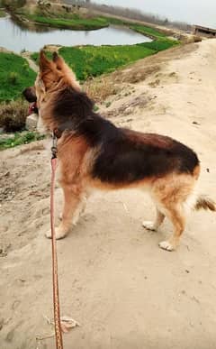 German