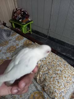 love birds age 2 se 3 month albino red eyes healthy nd active