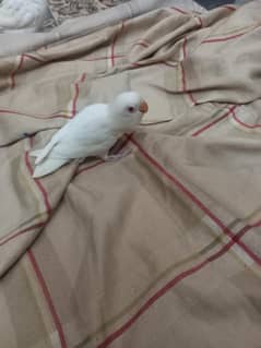 love birds age 2 se 3 month total 6pc lbino red eyes healthy nd active