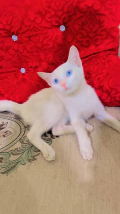 Persian female cat