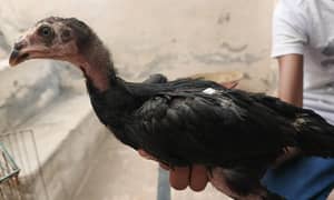 pure shamoo aseel chicks for sale