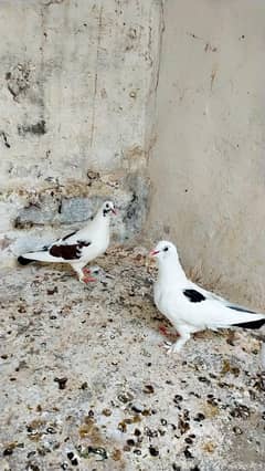 King Modena pigeon/ fancy pigeons