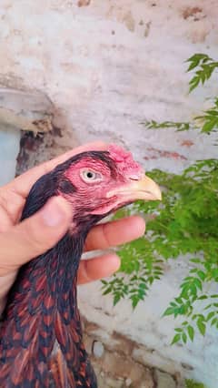 khajuri madi