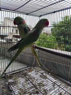 Talking Raw Parrots