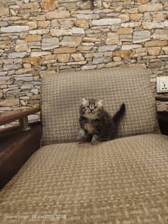 taby female fury cort