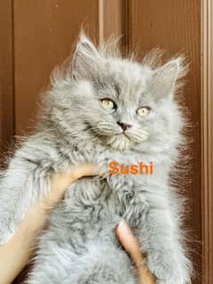 Adorable Kitten Looking for a Loving Home! 