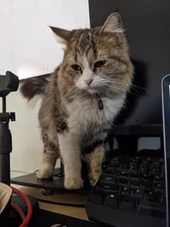 Female Persian Cat (Lily)