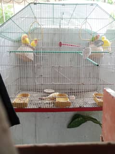 lotino parrot and fisher