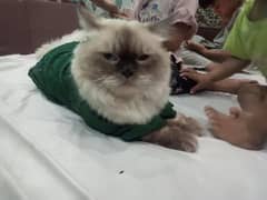 Persian Cat | Cute | Persian Kitten | High Quality Cat | Cats For Sale