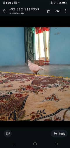 shirazi
