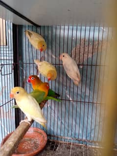 love birds
