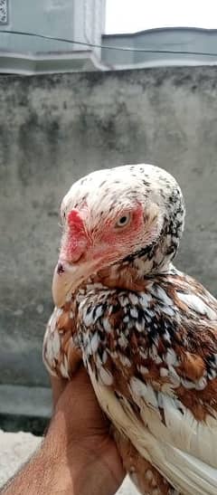 cheeni madii