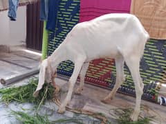 Muhammad Pur Nasal (fe-male goat)