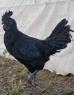 ayam cemani polish bentam egg contact 03295759916