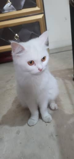 Persian