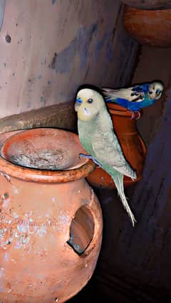 Budgies
