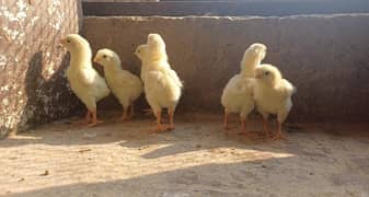 White Heera Aseel Pakistani Chicks