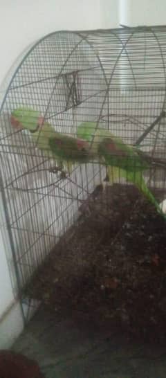 raw parrot