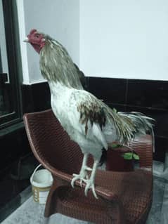 1rooster 2 kruck hens. phone number 0/3/3/3/5/5/5/1/5/1/9