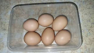 GOLDEN BUFF FERTILE EGGS A+ QUALITY