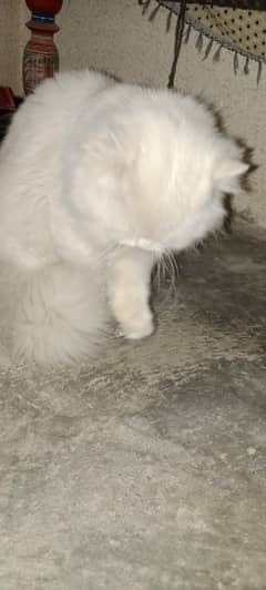 male cat