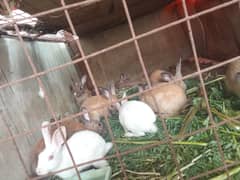 France Breed Rabbits & Bunnies Urgent Sale