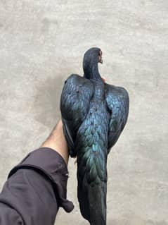 High quality aseel madi available lasani breed mai sy bani hwe hai