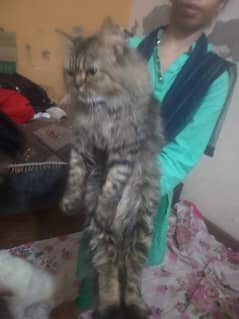 Persian cats | Persian kitten | pike face kitten | triple coated