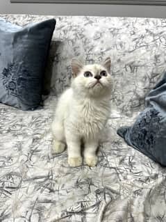 Kitten for sale