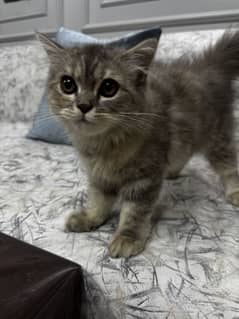 Kitten for sale