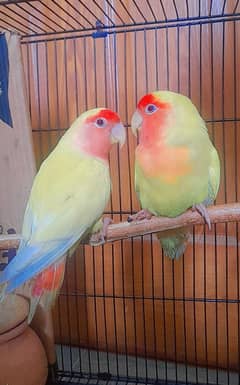 Lovebirds