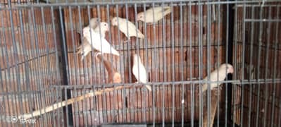 some birds Looking for new shelter Location Jaranwala Sirf Call
